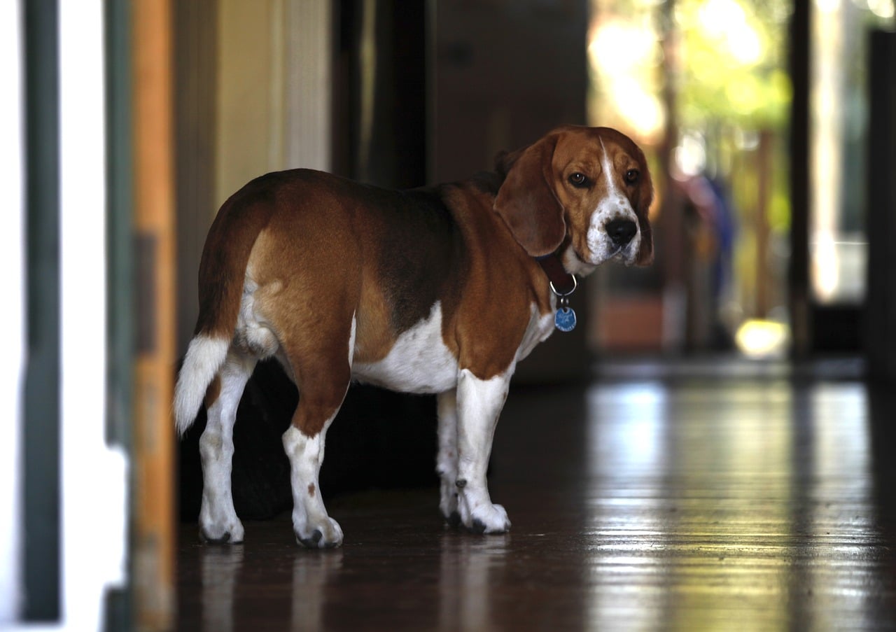beagle, dog, pet