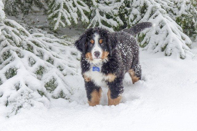 Bernese Mountain Dog Hiking in the Snow
