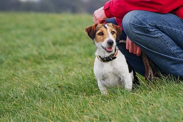 Jack Russell Terrier ready to hike