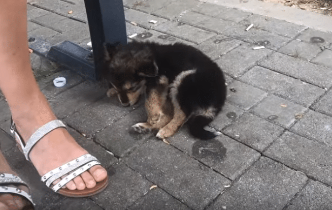 puppy alone on the street