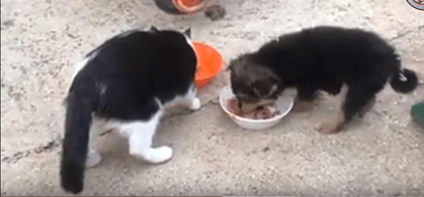 puppy sharing food with cat