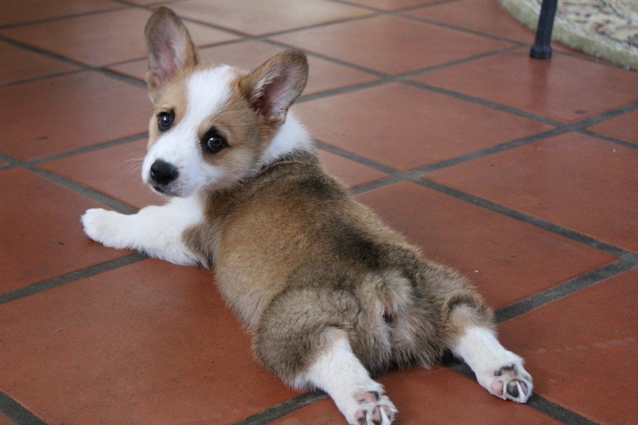  cute Corgi puppy lying on his tummy and looking back at you