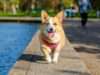 Playful Pack Of Corgis Frolic In Swimming Pool Corgi loves the water