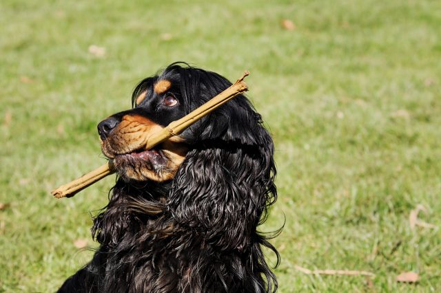 photo of how to train dogs to fetch