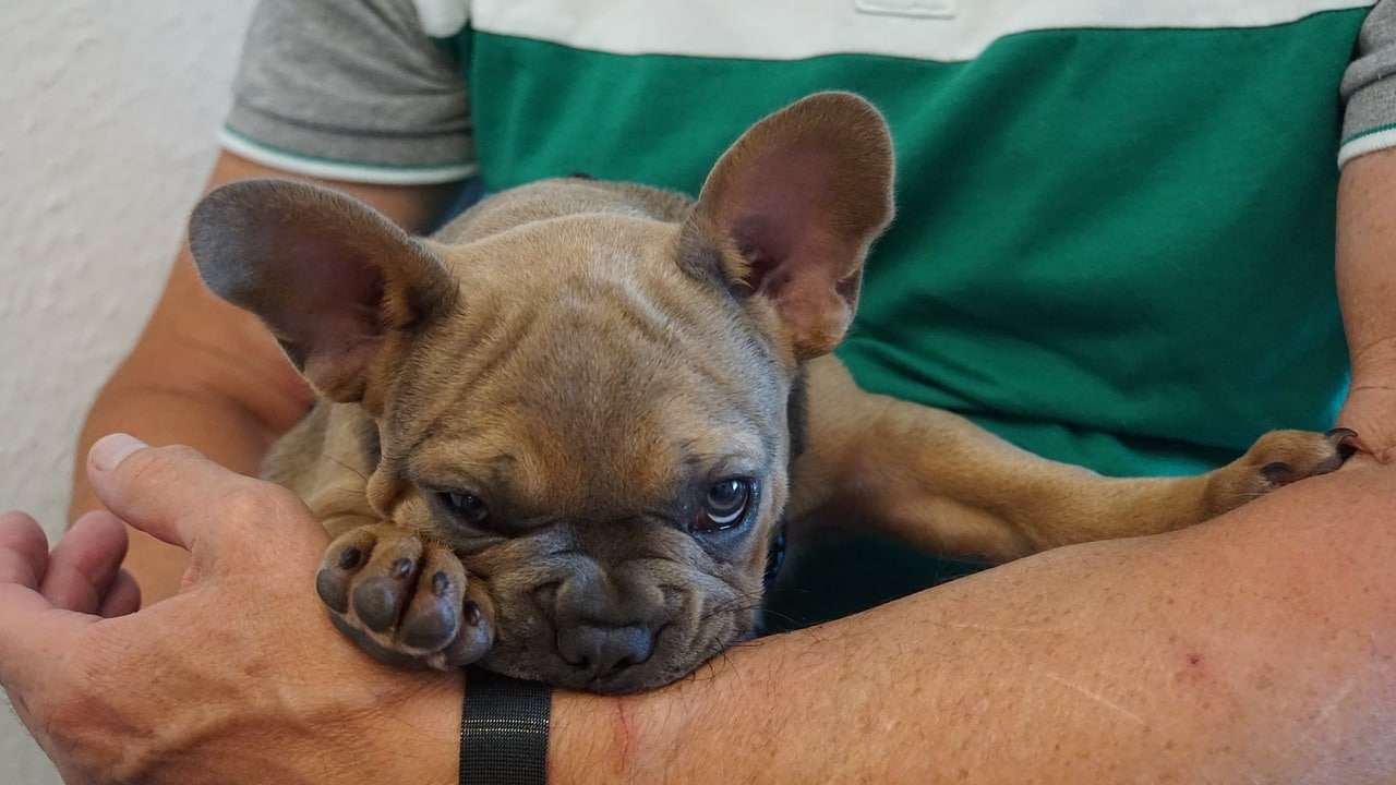 French Bulldog is a popular dog breed