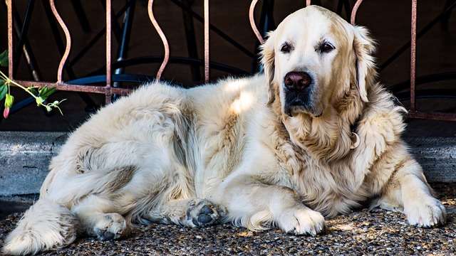 This senior dog deserves special care.