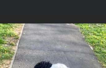 Dogs Separated At Birth Recognize Each Other black puppy and white puppy embrace