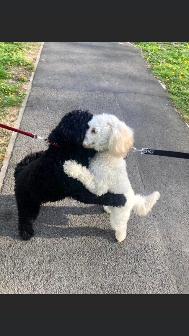 black puppy and white puppy embrace