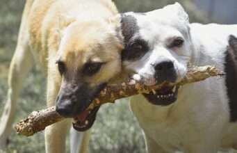 How Dogs Entertain Themselves in Isolation
