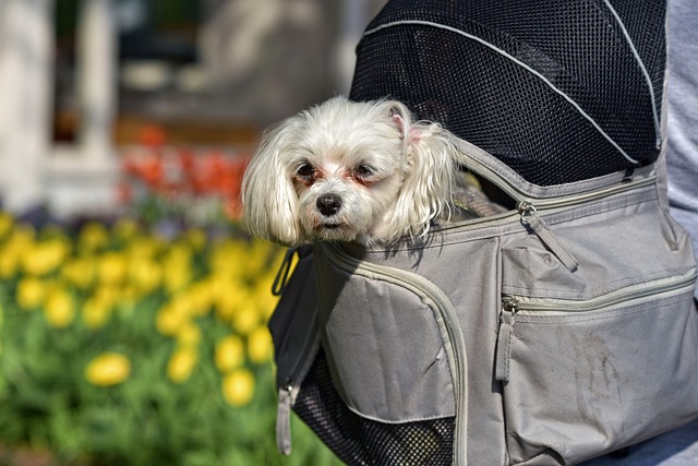 small white dog in a backpack