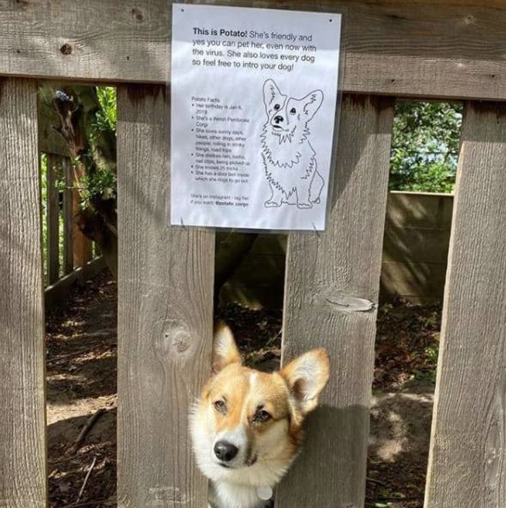 Corgi looking through a fence with a sign saying it is ok to pet her