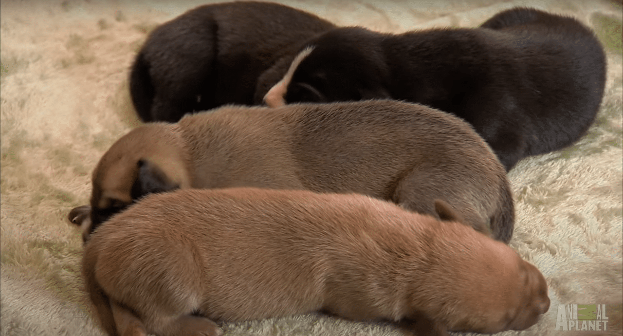Several puppies of a litter taking a nap.