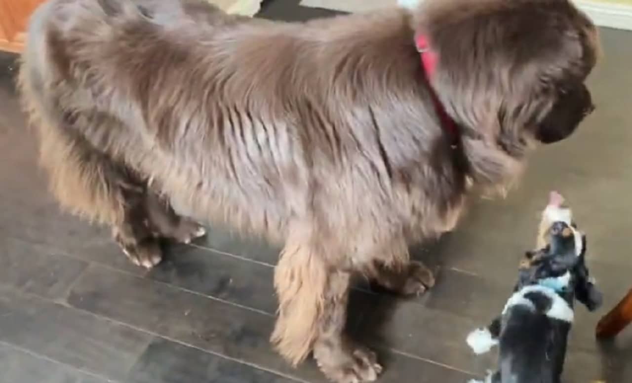 Puppy eagerly tries to help big brother with itch problem