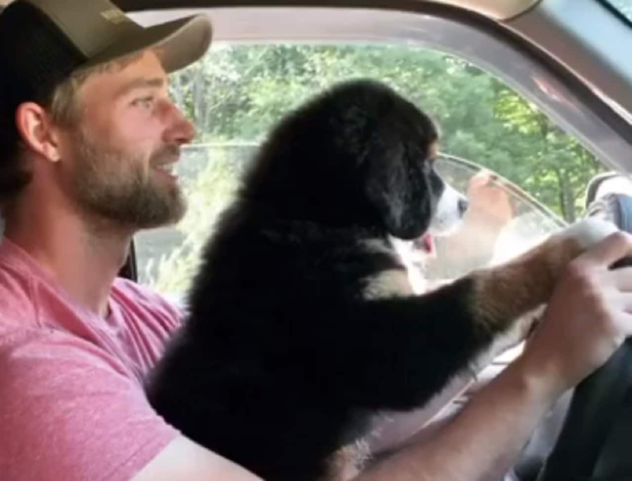 man teaches pup to drive