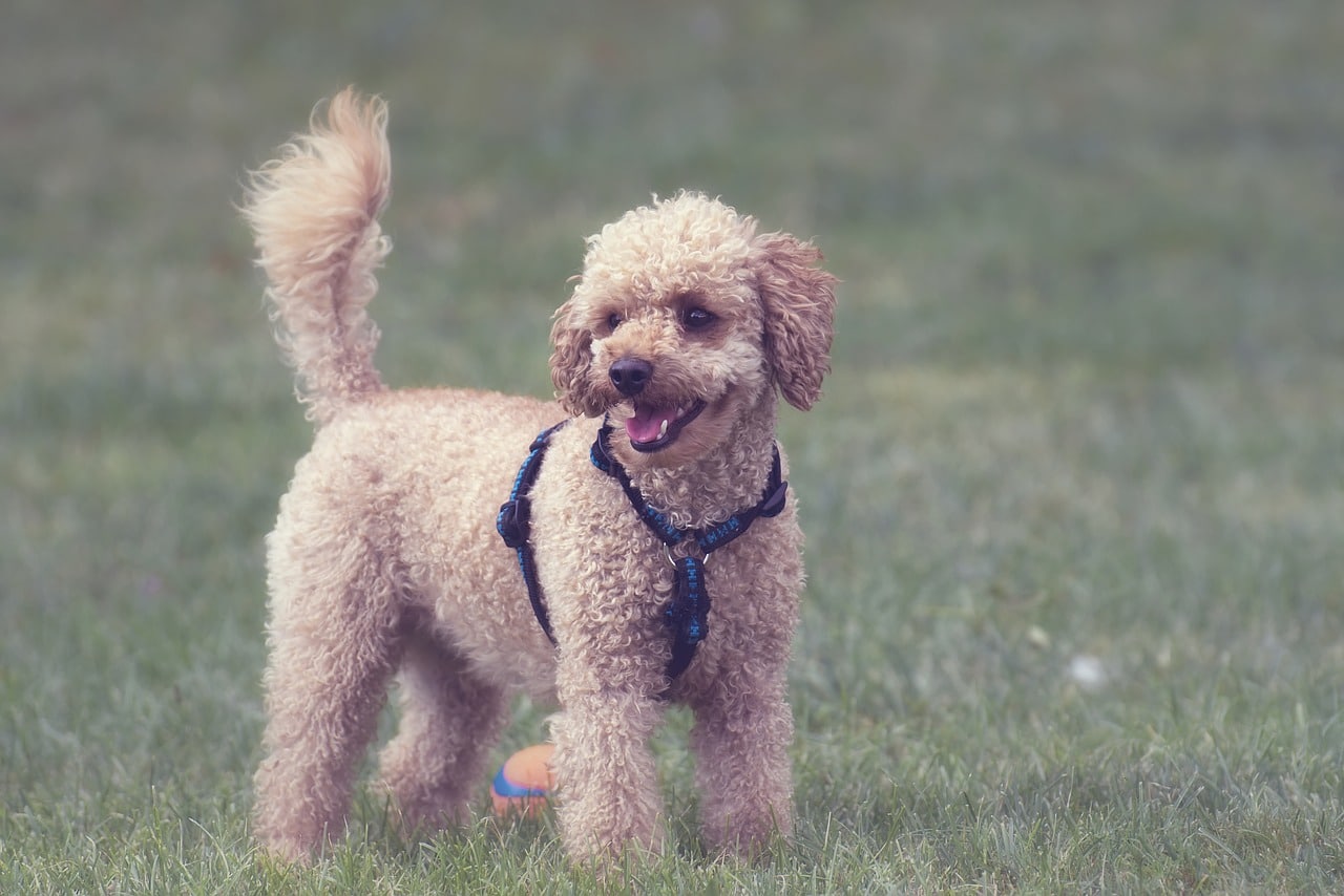 white poodle's body language is seen by it's tail wag