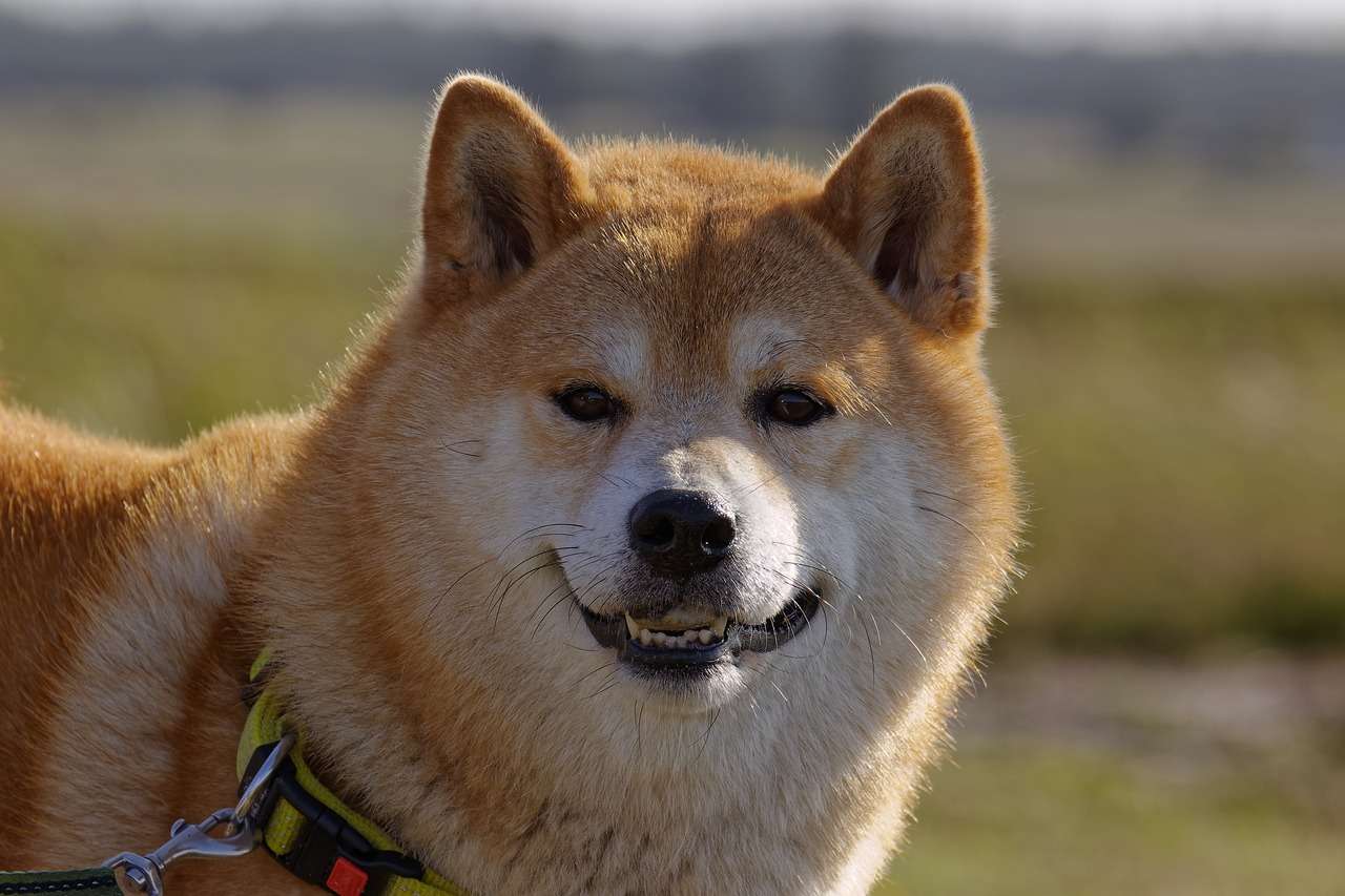 Shibu Inu are one of the most beautiful dog breeds around the world