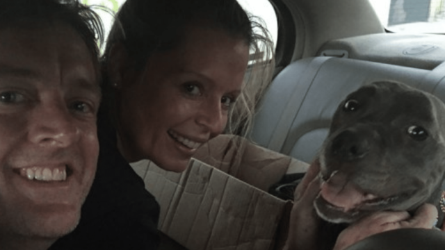 dog reunited with family