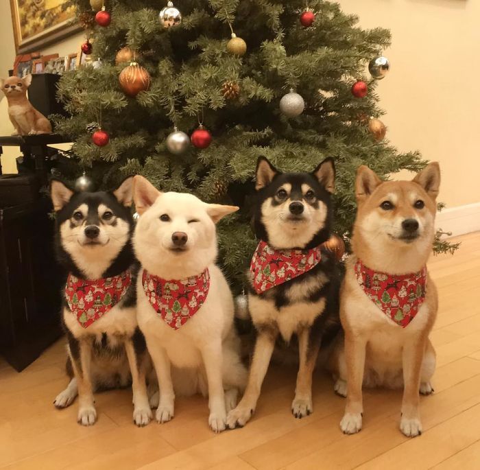 four dogs and a Christmas tree