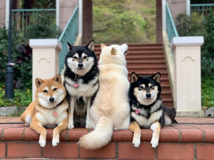Four dogs with one facing backward