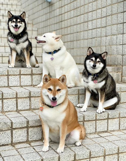 four dogs on steps