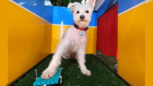 A Photo Booth For Dogs has a cute white dog posing for photo