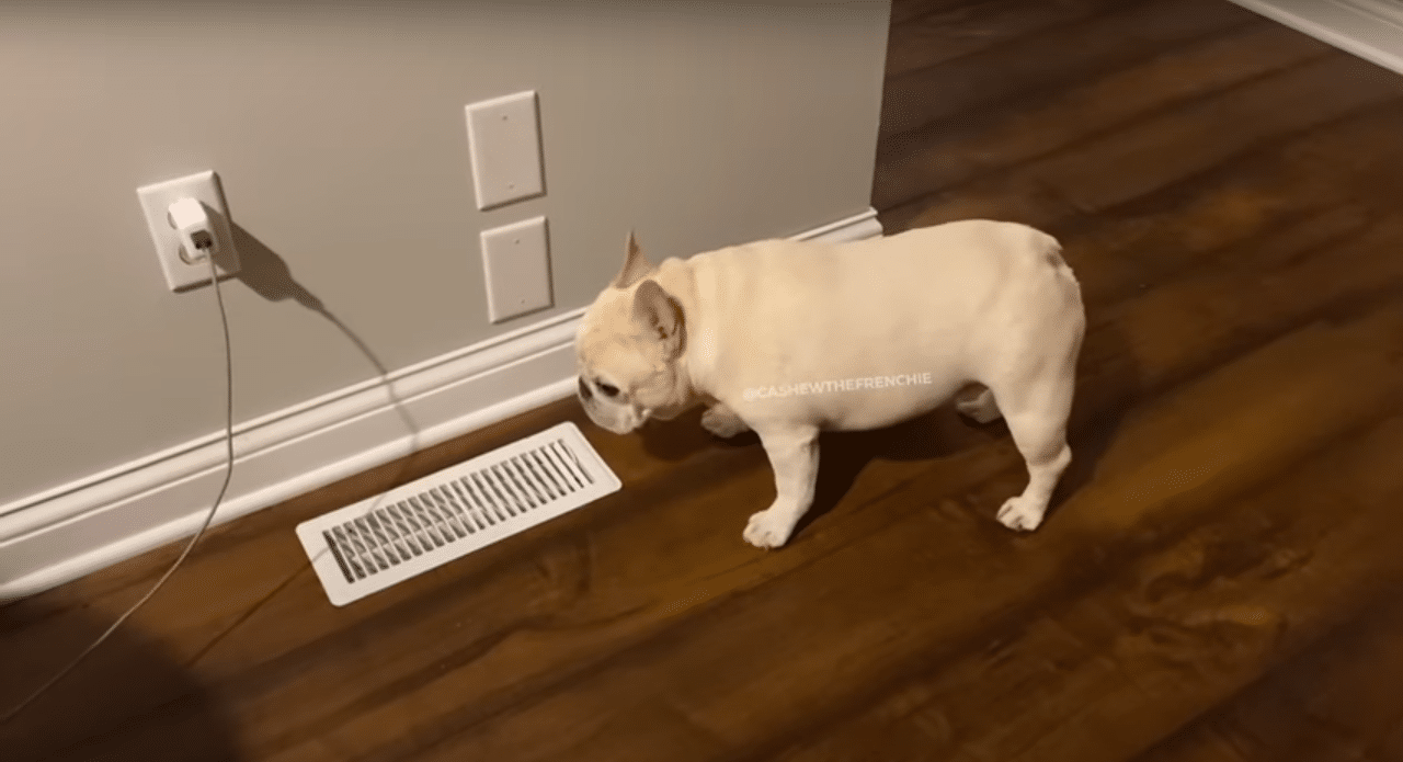 French Bulldog uses vent to make his voice louder and to get more attention