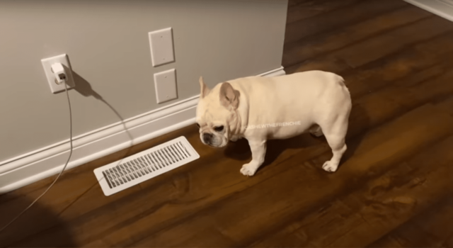 White French Bull Dog Barking into a Floor Vent