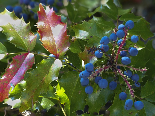mistle toe, berries, plant