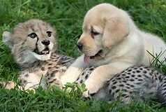 Abandoned Cheetah Cub Was Befriended By A Dog