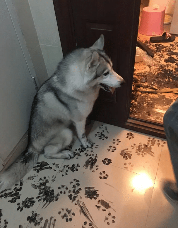 Husky home alone paw paints throughout the house