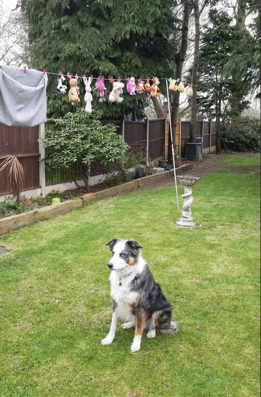 dog guarding toys
