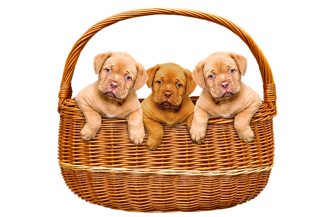 Mastiff Puppies