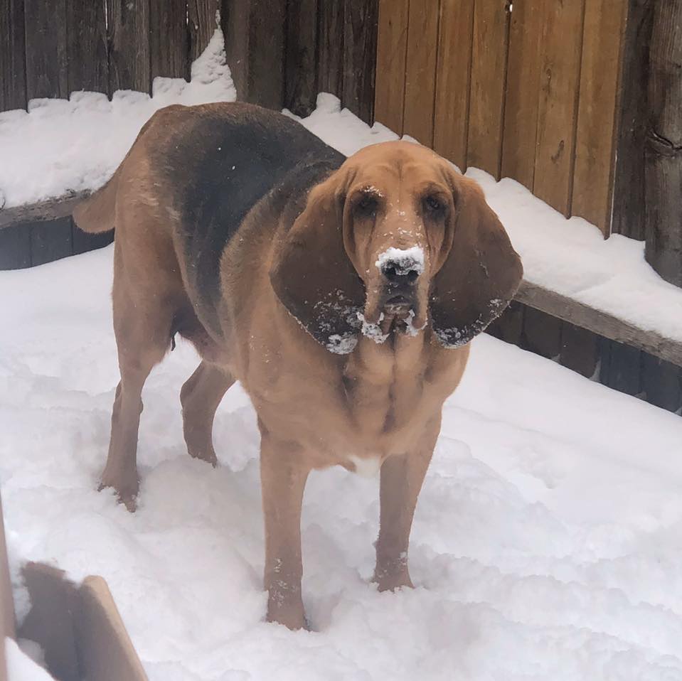 BLOODHOUND IN THE SNOW