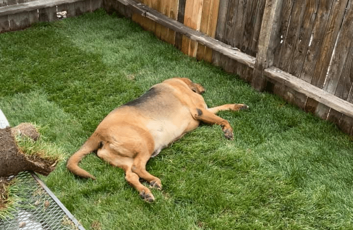 BLOODHOUND LYING ON THE GRASS