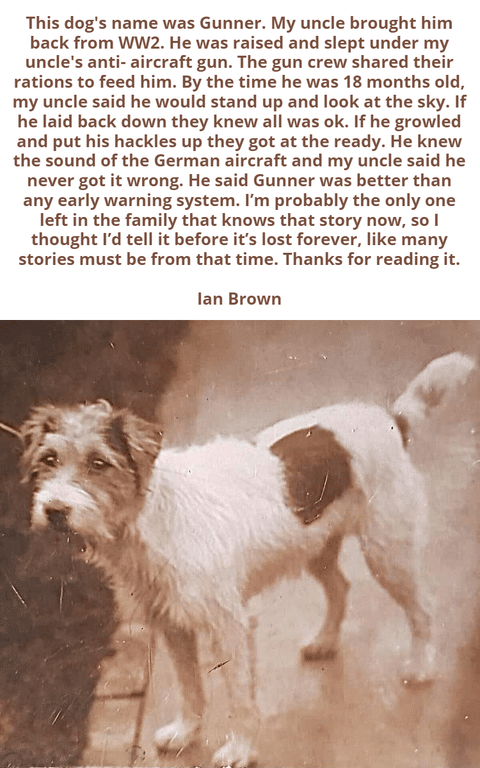 Heroic Dog of WWII