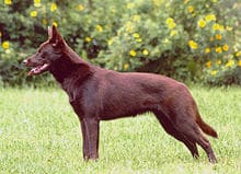 Brown Kelpie standing in a pose on the grass