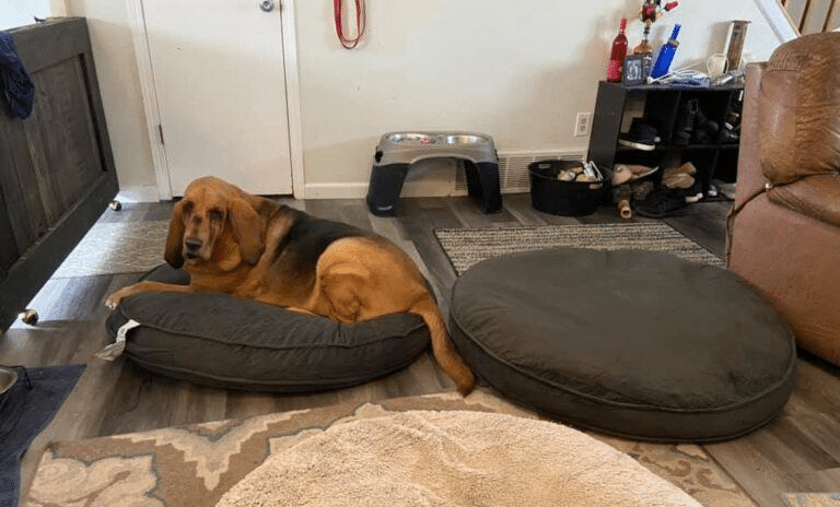 bloodhound on a cushiom
