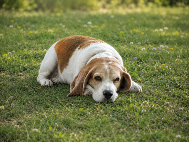 Senior Beagle resting peacefully in soft green grass. He is more than just a dog to this family who will grieve his loss.