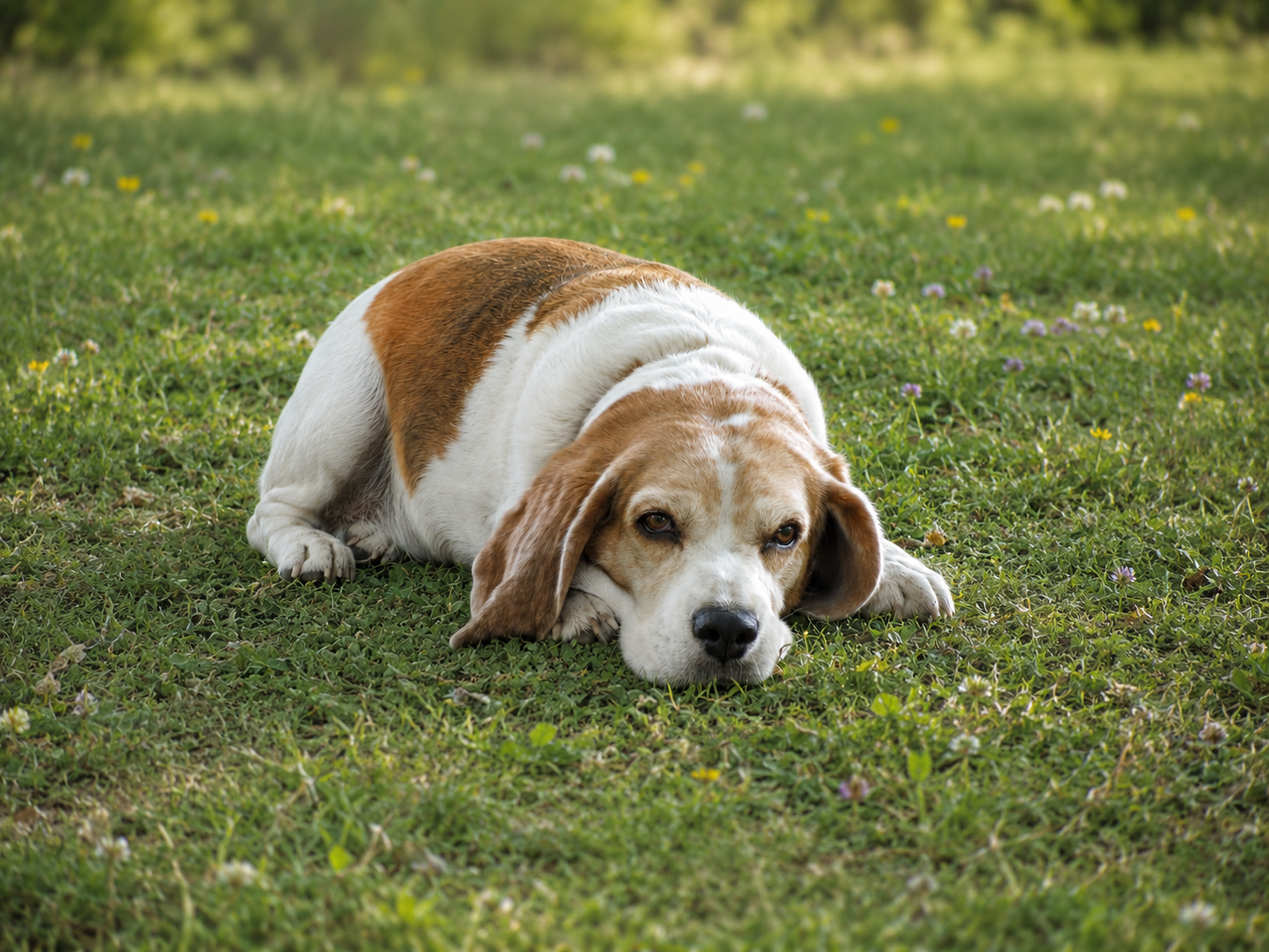Senior Beagle resting peacefully in soft green grass. He is more than just a dog to this family who will grieve his loss.