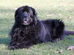 Is An Apology Required For Furgiveness? Black Newfoundland lying on grass