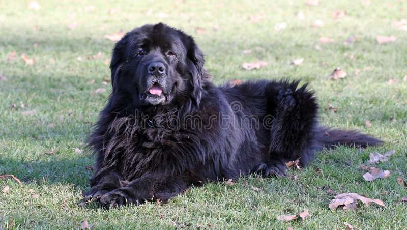 Black Newfoundland lying on grass