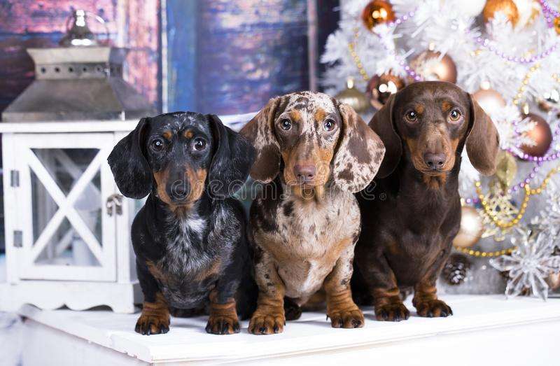 Three Dachshunds: this breed is popular around the world