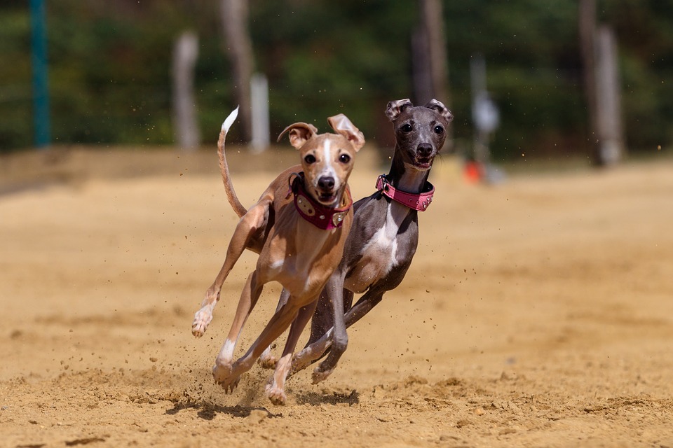 Two Greyhousnds racing in the track