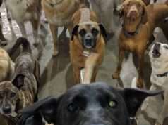 Free To Run Over A 4 Acre Playpen Many dogs of various breeds