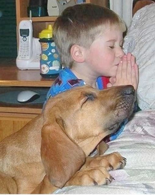 little boy and dog praying
