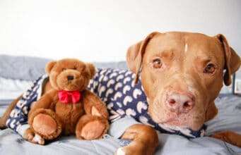 Bedtime Routines Of Man And Beast
