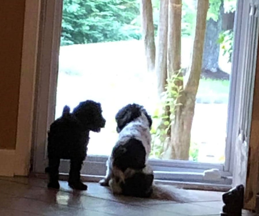 2 pups waiting at the door for mom to come home as they resume old routines 