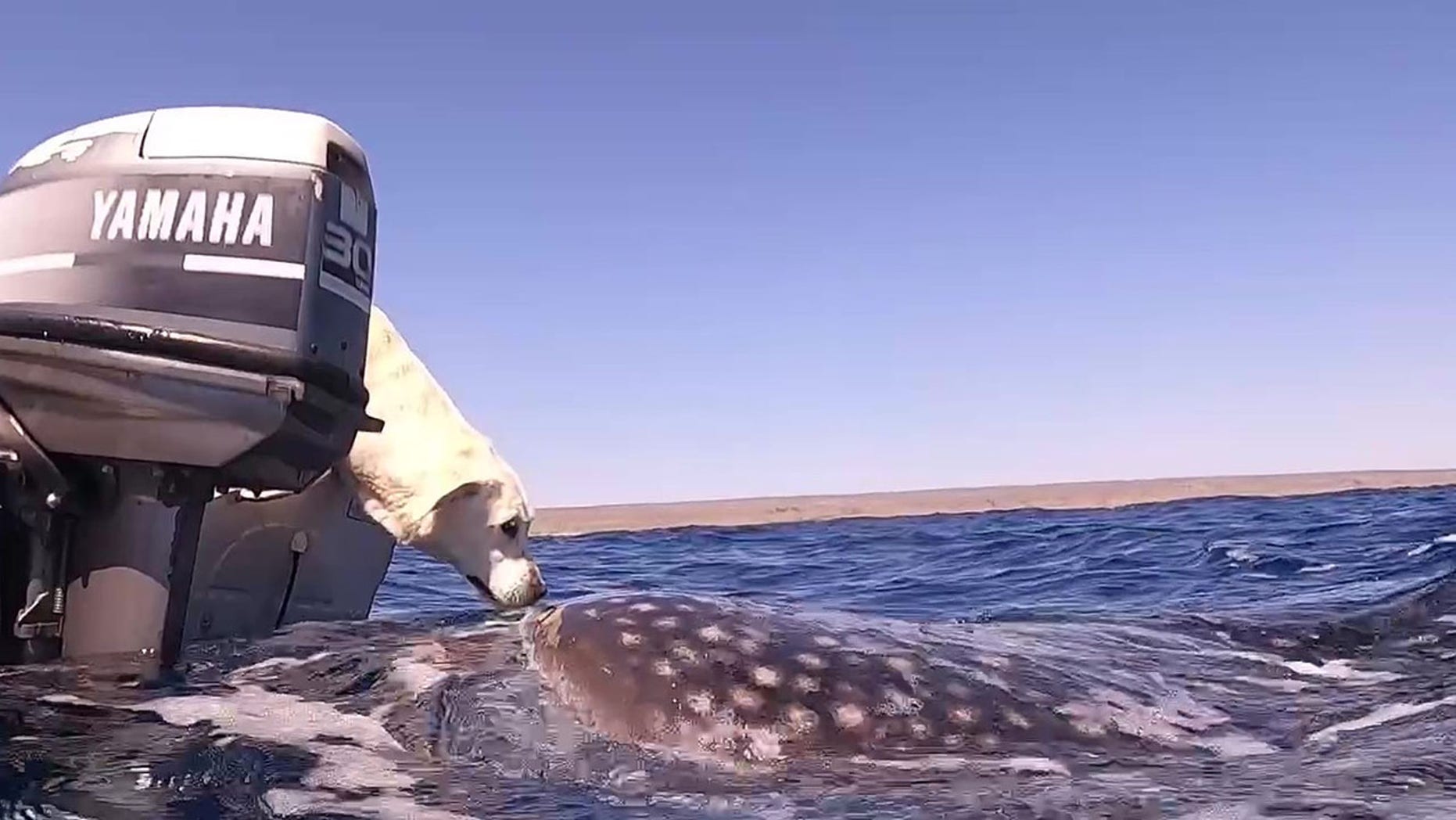 dog on a boat kissing a whale shark in the ocean
