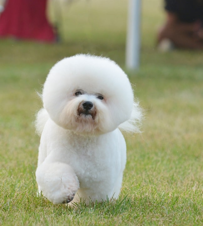 Bichon Frise puppy