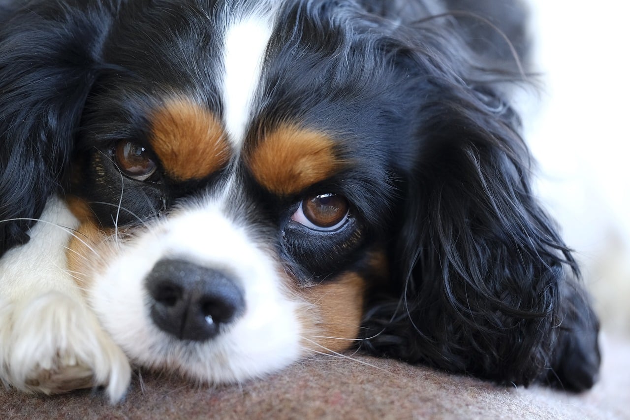 Cavalier king charles spaniel